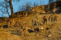 058 Chobe NP, koedoe